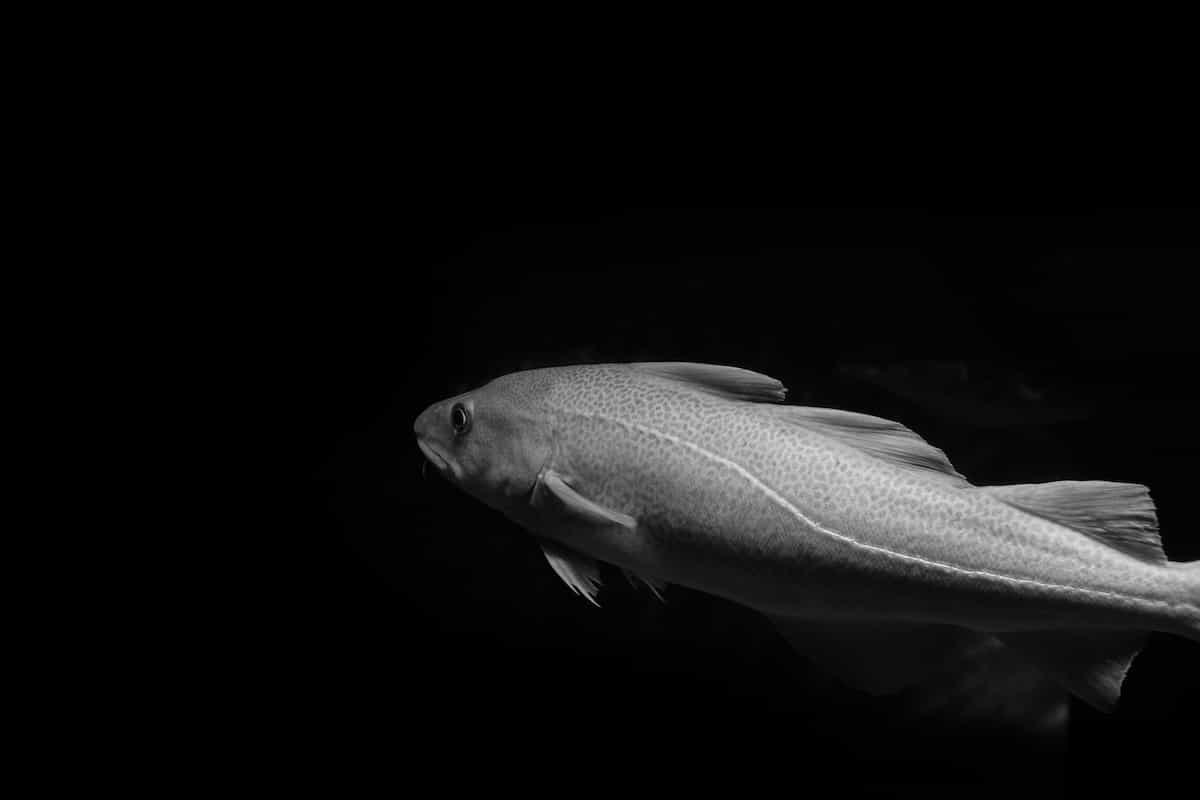 An image of a cod in the ocean