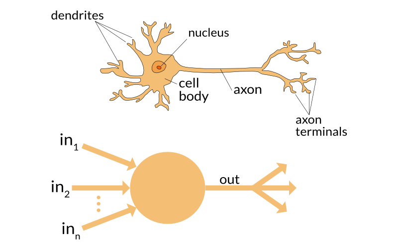 Perceptron vs. Neuron