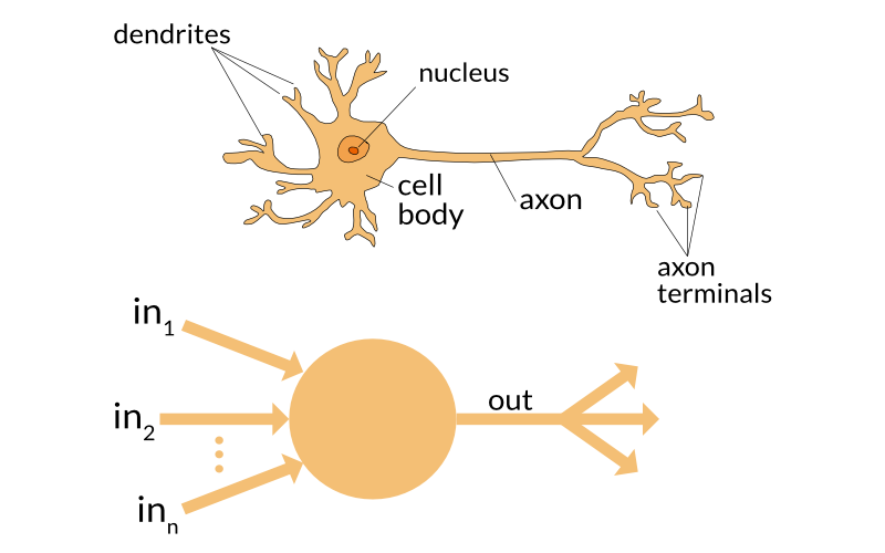 A biological and an artificial neuron